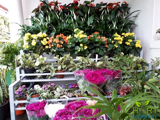 indoor-plants